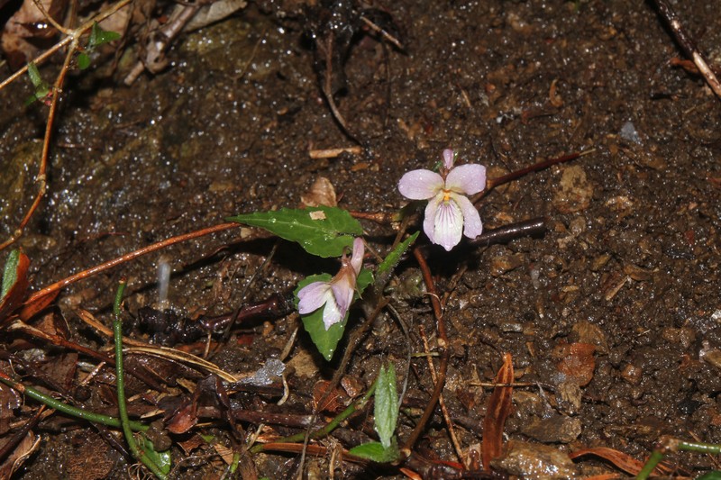 Viola tokubuchiana var. takedana photo 3