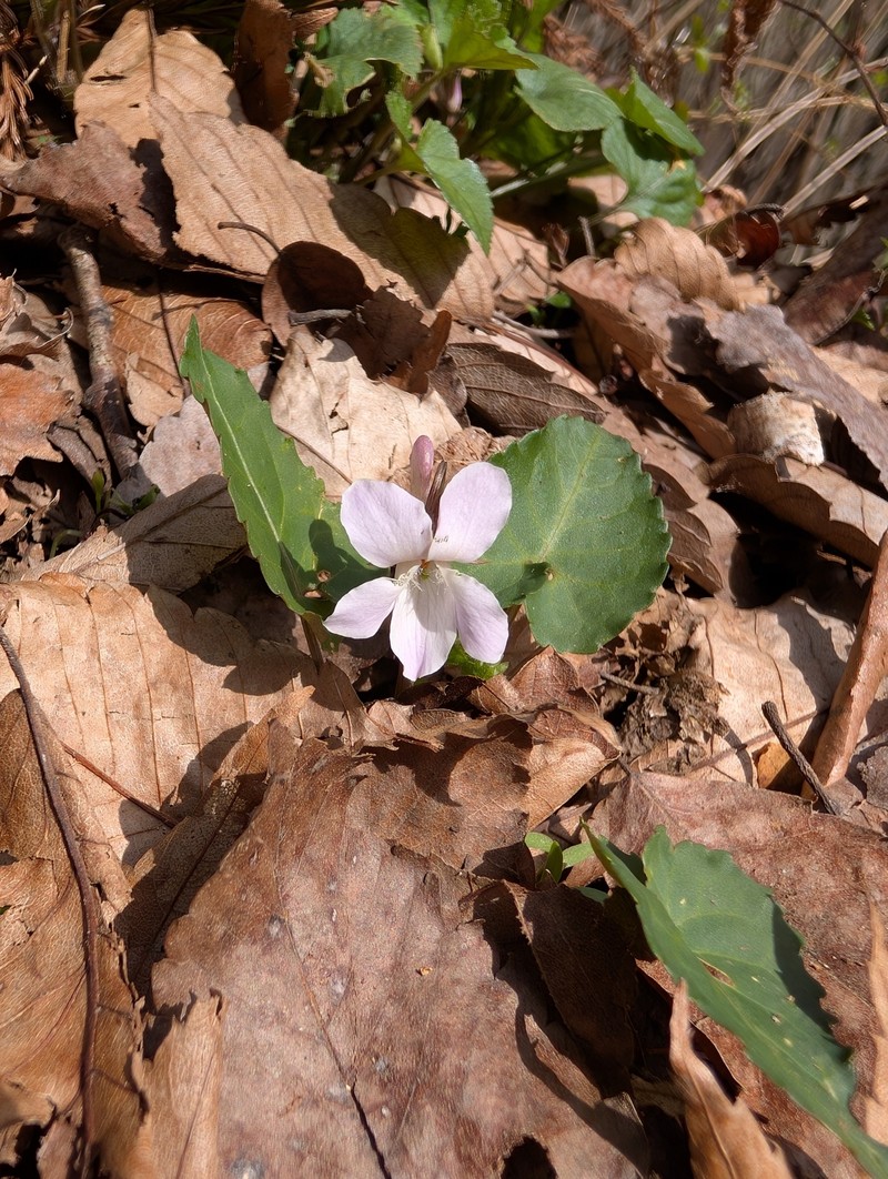 Viola tokubuchiana var. takedana photo 4