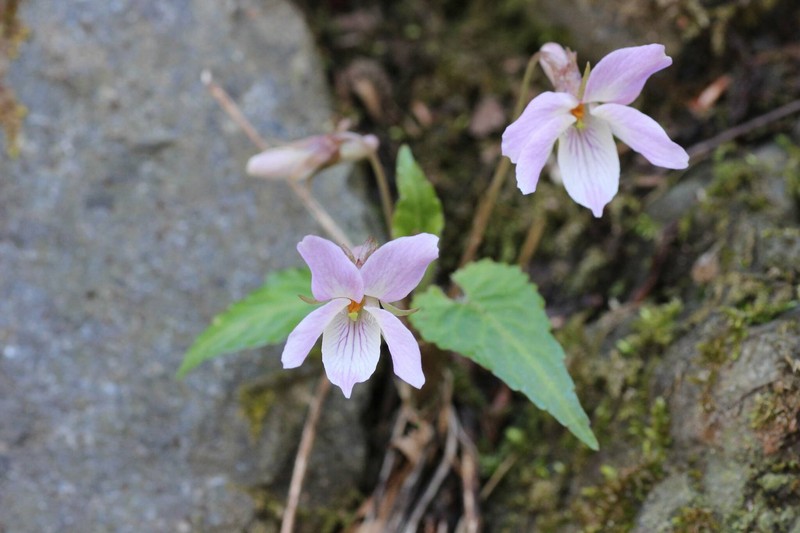 Viola tokubuchiana var. takedana photo 5