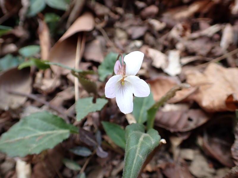 Viola tokubuchiana var. takedana photo 6