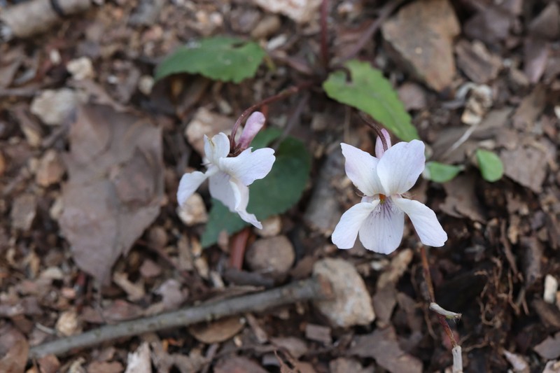 Viola tokubuchiana var. takedana photo 7