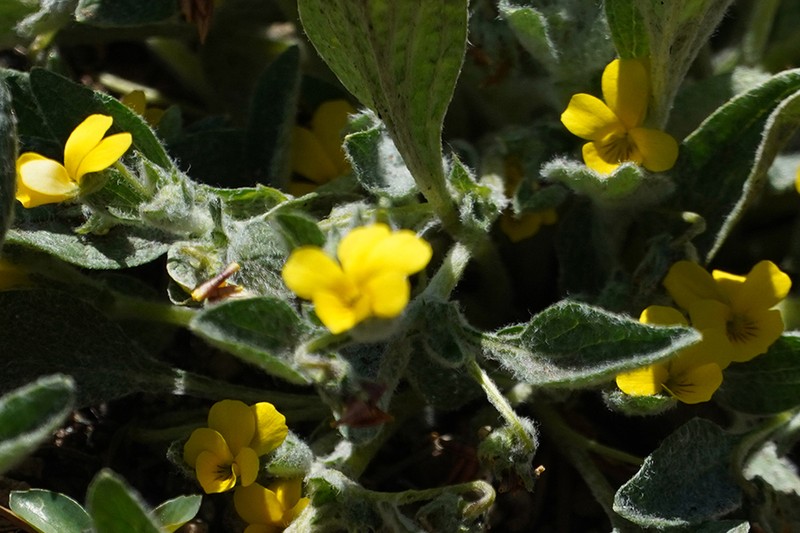 Feltleaf Violet photo 4