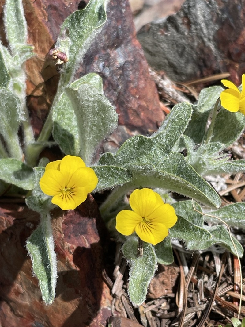 Feltleaf Violet photo 5
