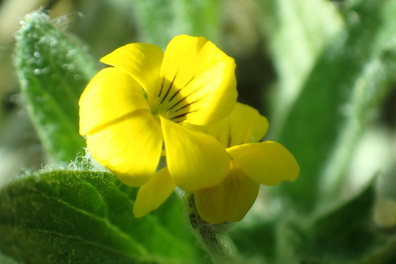 Feltleaf Violet photo 6
