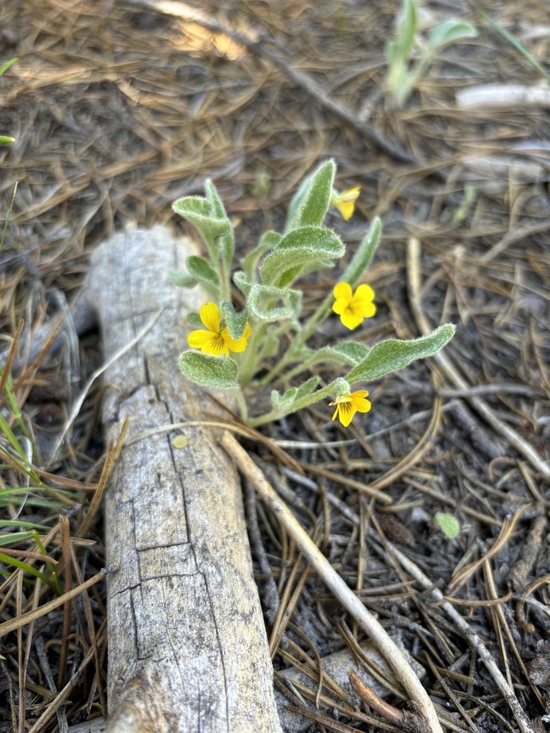 Feltleaf Violet photo 7