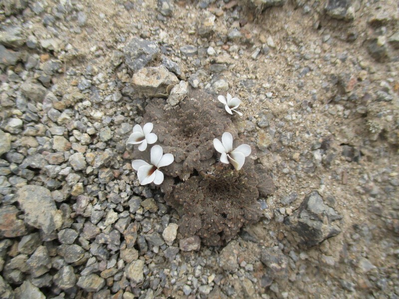 Viola tovarii photo 3