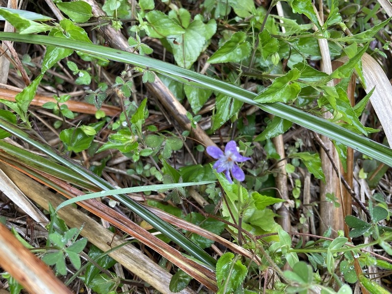 Viola triangulifolia
