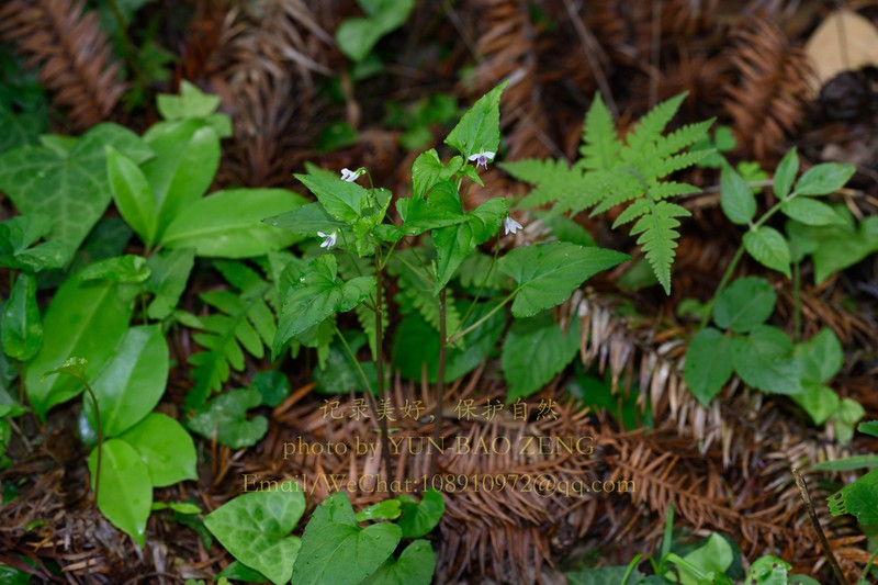 Viola triangulifolia photo 2