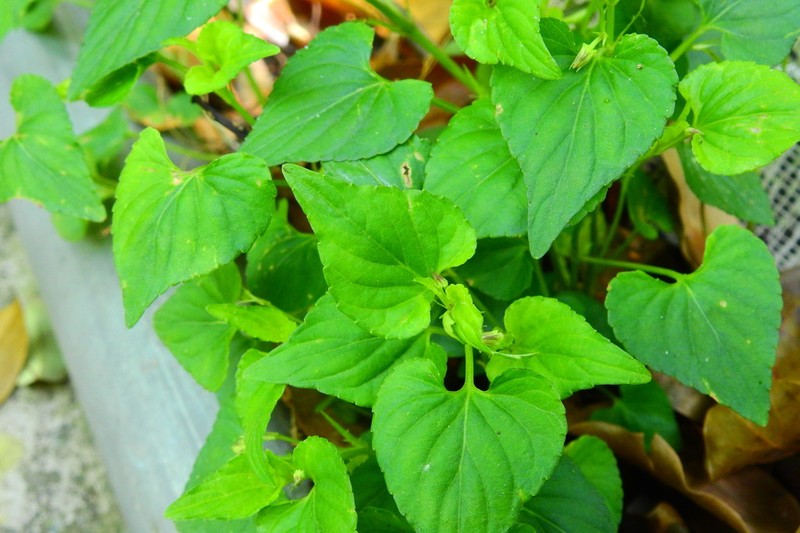 Viola triangulifolia photo 3