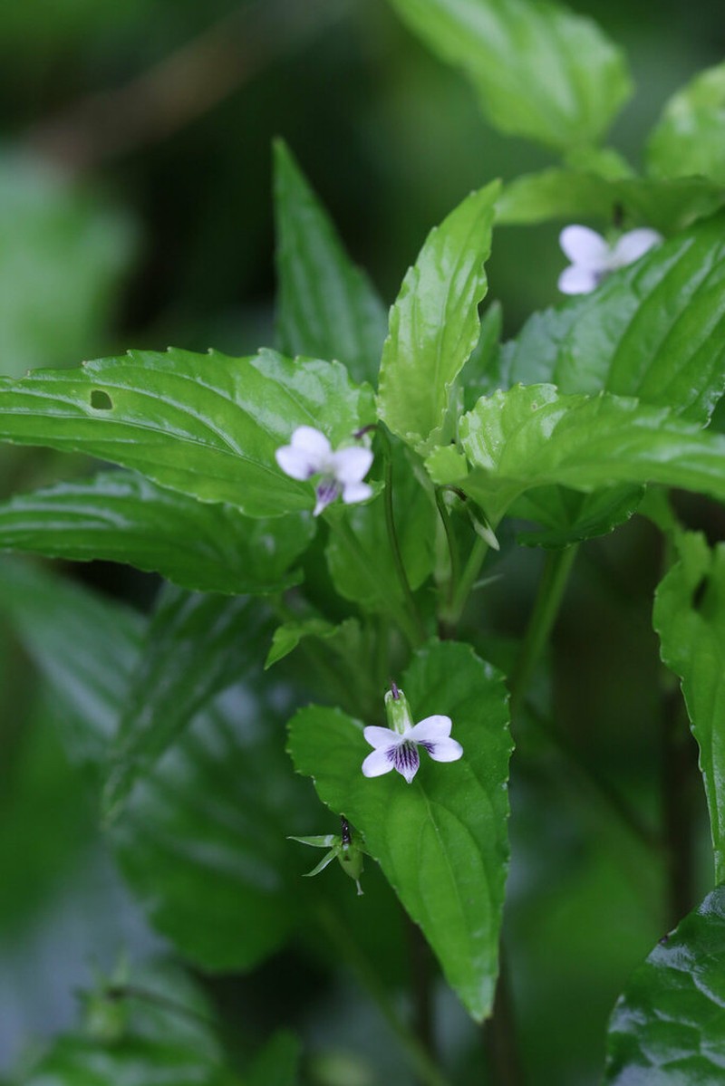 Viola triangulifolia photo 4