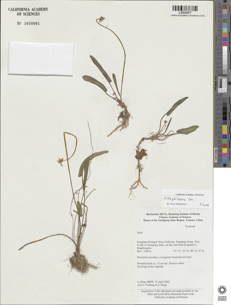 Viola trichopetala