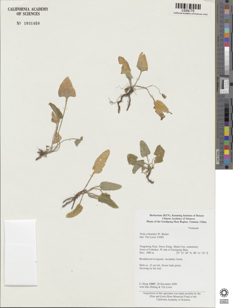 Viola trichopetala photo 2