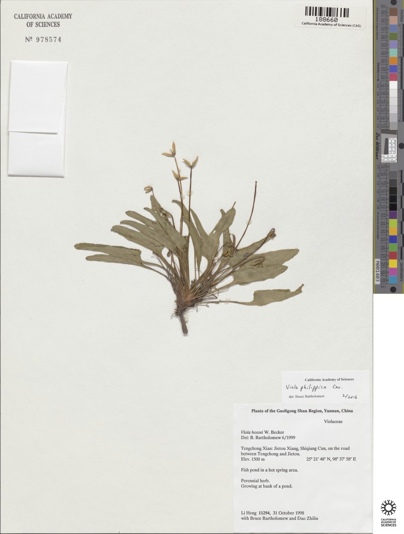 Viola trichopetala photo 3