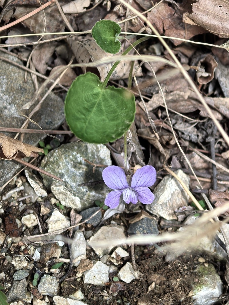 Viola trichosepala