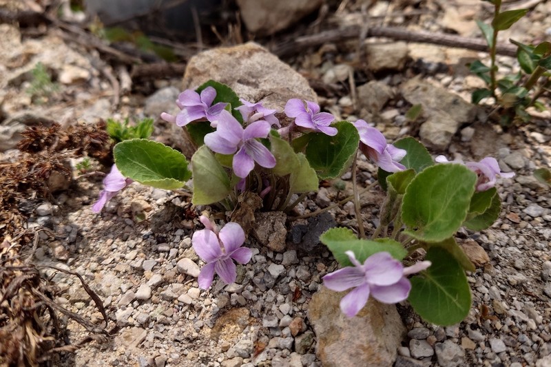 Viola trichosepala photo 2