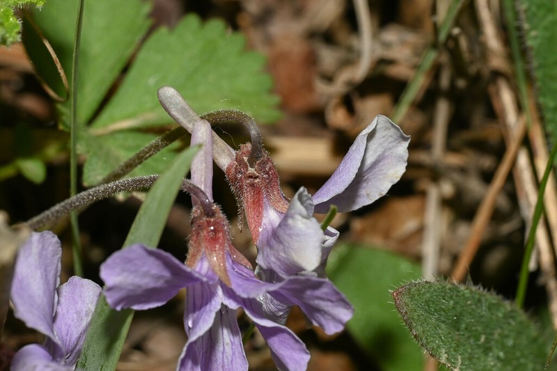 Viola trichosepala photo 3