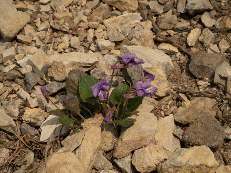 Viola trichosepala photo 4