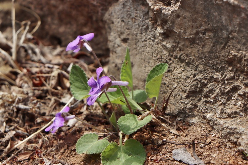 Viola trichosepala photo 5