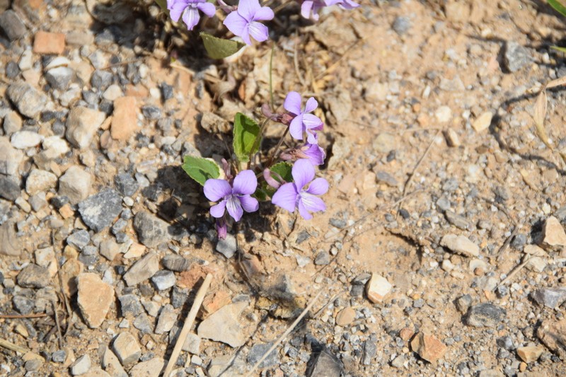 Viola trichosepala photo 6