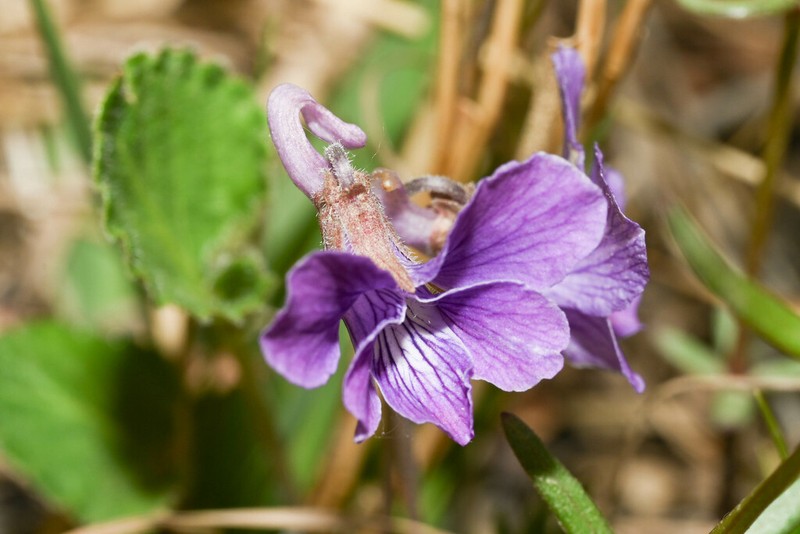 Viola trichosepala photo 7