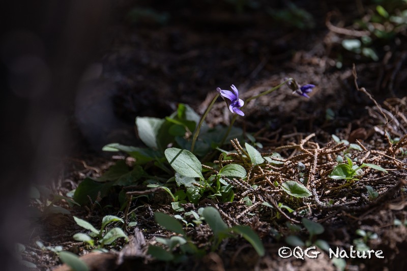 Viola trichosepala photo 8