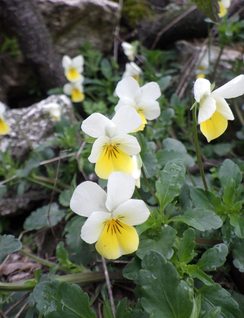 Viola tricolor subsp. alpestris