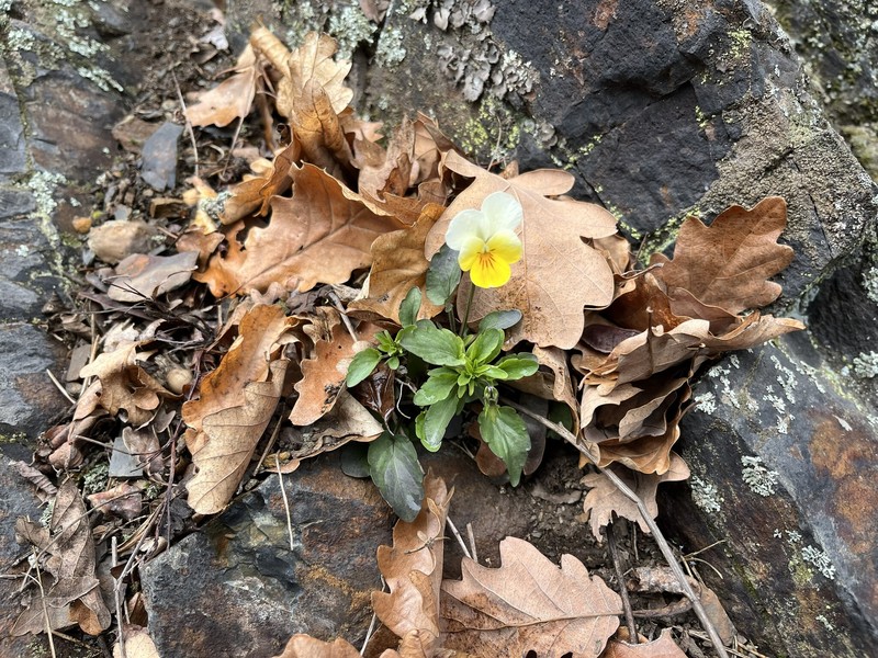 Viola tricolor subsp. alpestris photo 2