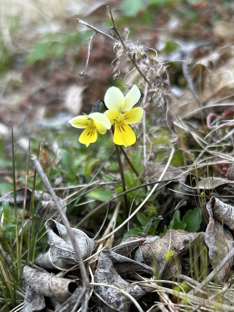 Viola tricolor subsp. alpestris photo 3