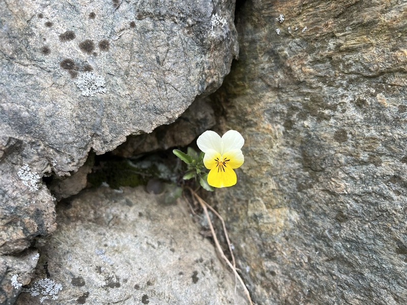 Viola tricolor subsp. alpestris photo 4