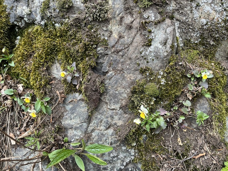 Viola tricolor subsp. alpestris photo 5