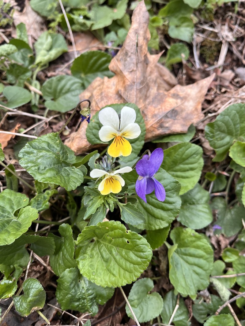Viola tricolor subsp. alpestris photo 6