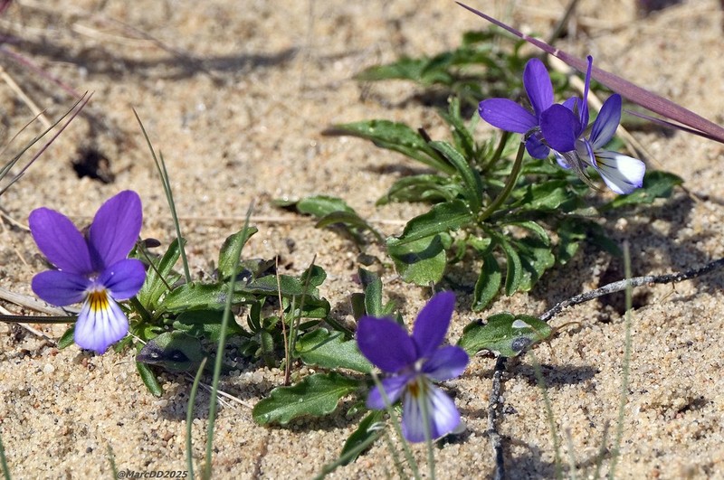 Viola tricolor subsp. ammotropha