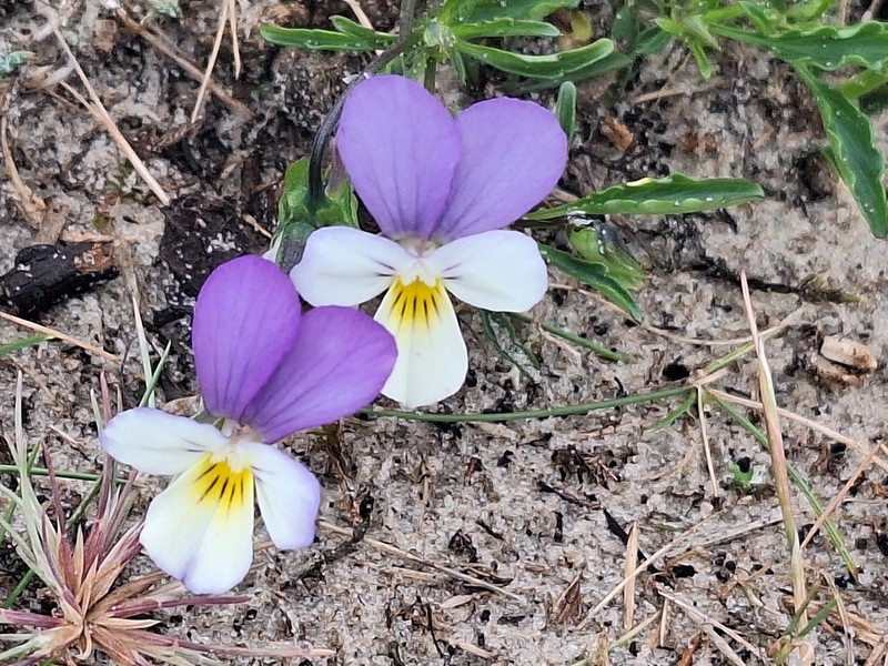 Viola tricolor subsp. ammotropha photo 2