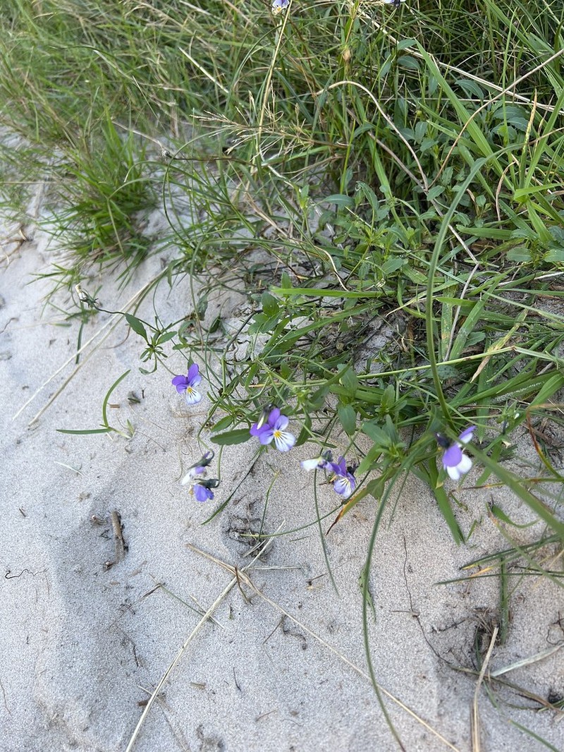 Viola tricolor subsp. ammotropha photo 3