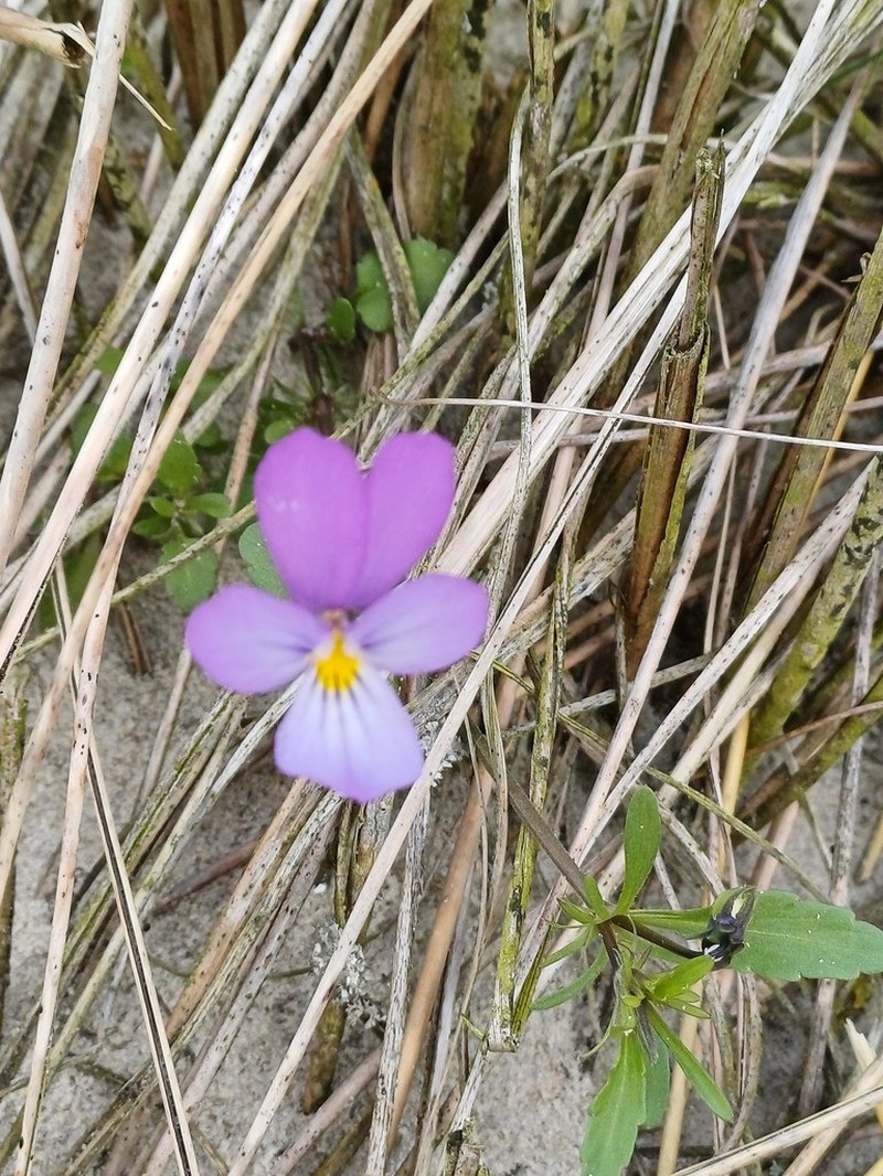 Viola tricolor subsp. ammotropha photo 4