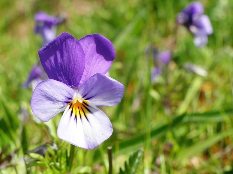 Viola tricolor subsp. ammotropha photo 5