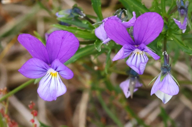 Viola tricolor subsp. ammotropha photo 6