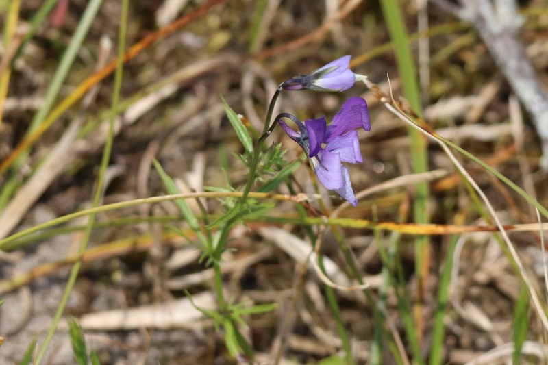 Viola tricolor subsp. ammotropha photo 7