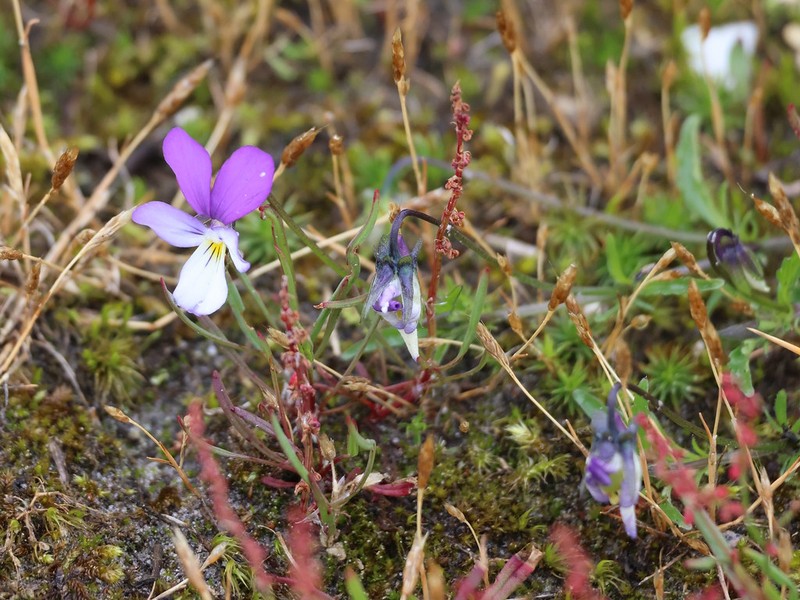 Viola tricolor subsp. ammotropha photo 8