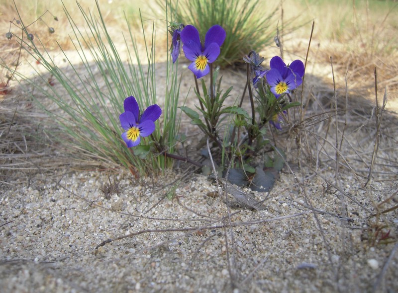 Viola tricolor subsp. curtisii