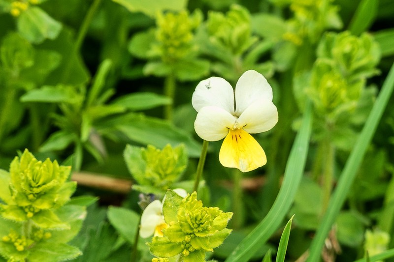 Viola tricolor subsp. macedonica