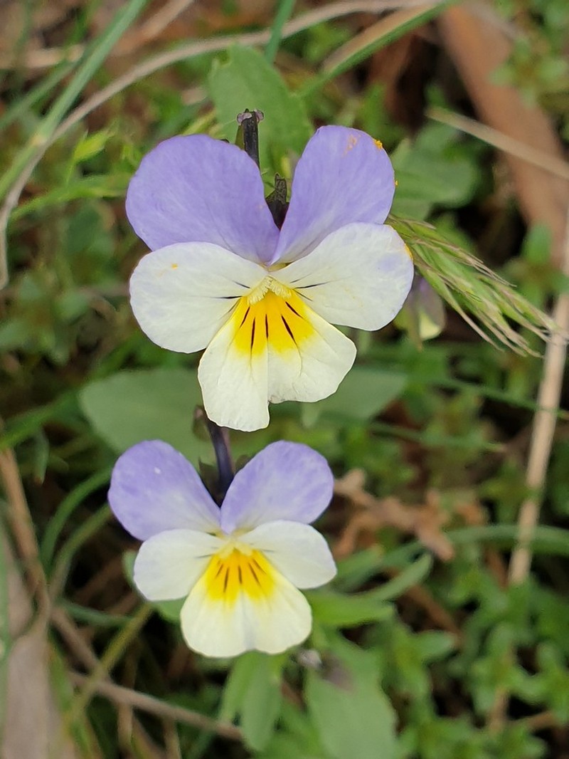 Viola tricolor subsp. macedonica photo 2
