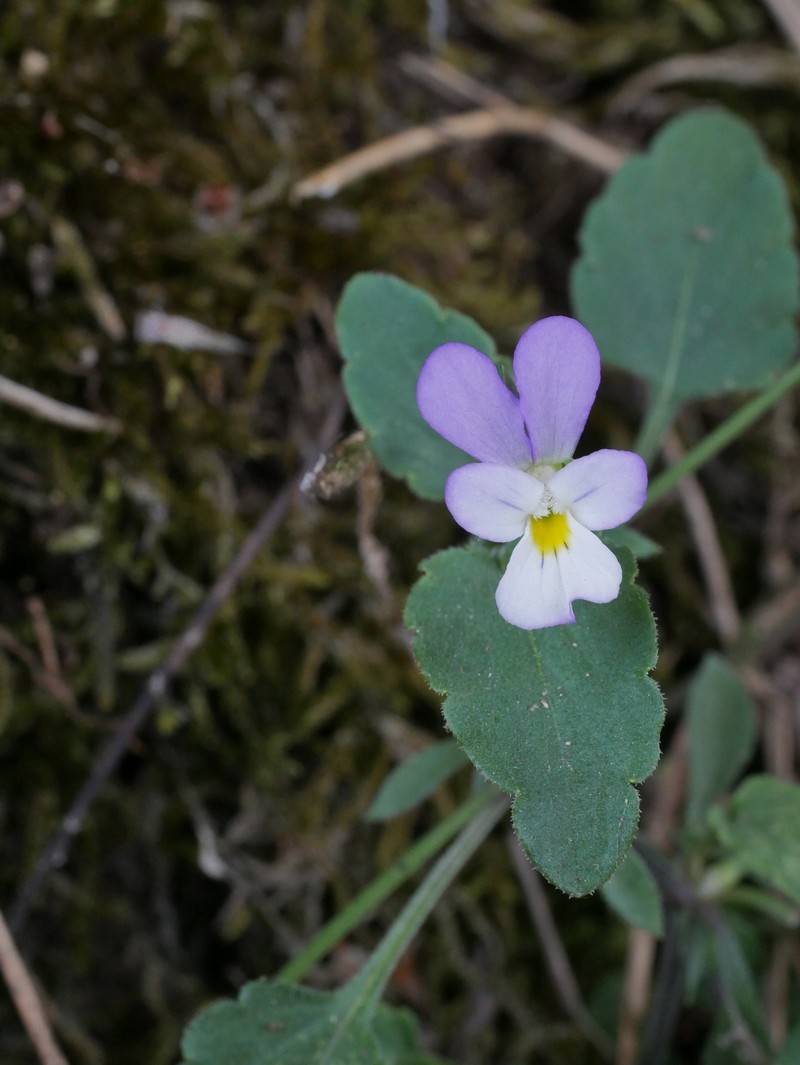 Viola tricolor subsp. macedonica photo 3