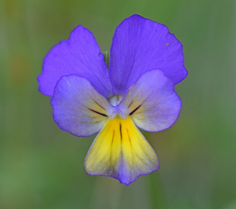 Viola tricolor subsp. macedonica photo 4