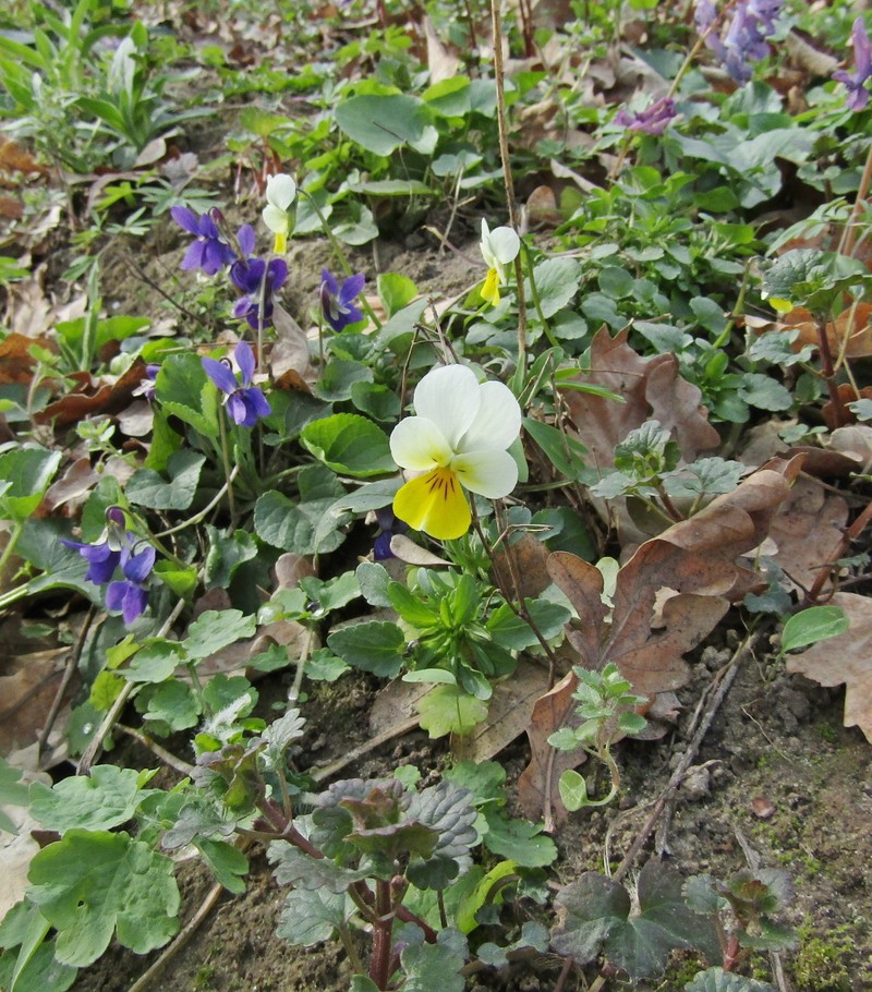 Viola tricolor subsp. matutina