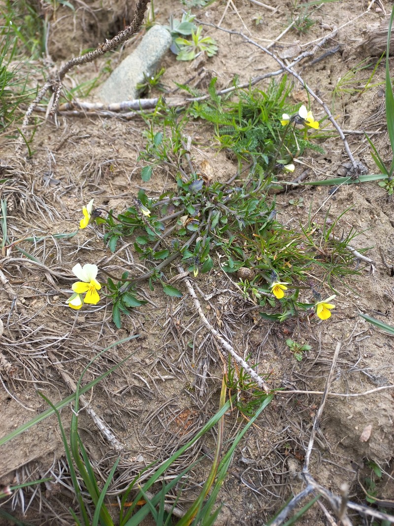 Viola tricolor subsp. matutina photo 2