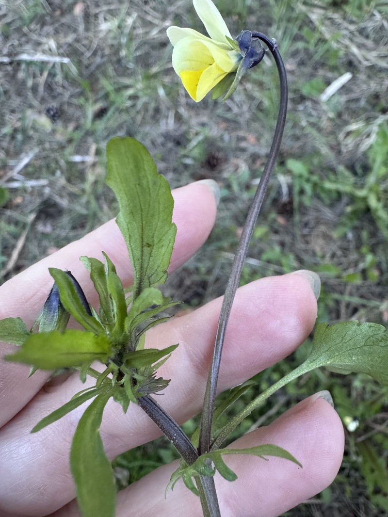 Viola tricolor subsp. matutina photo 3