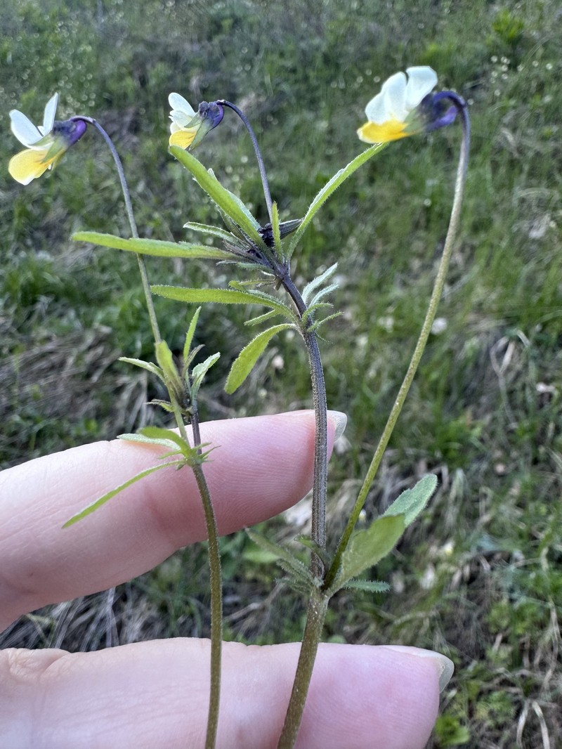 Viola tricolor subsp. matutina photo 4