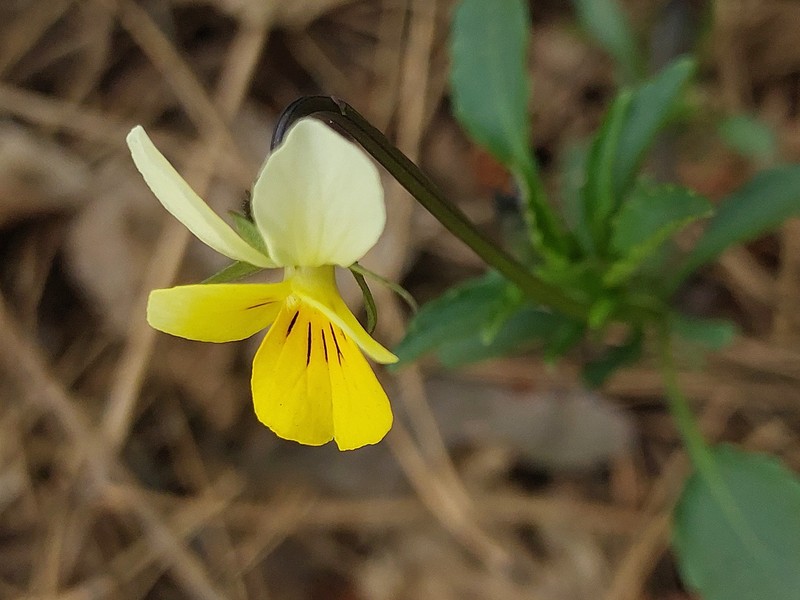 Viola tricolor subsp. matutina photo 5