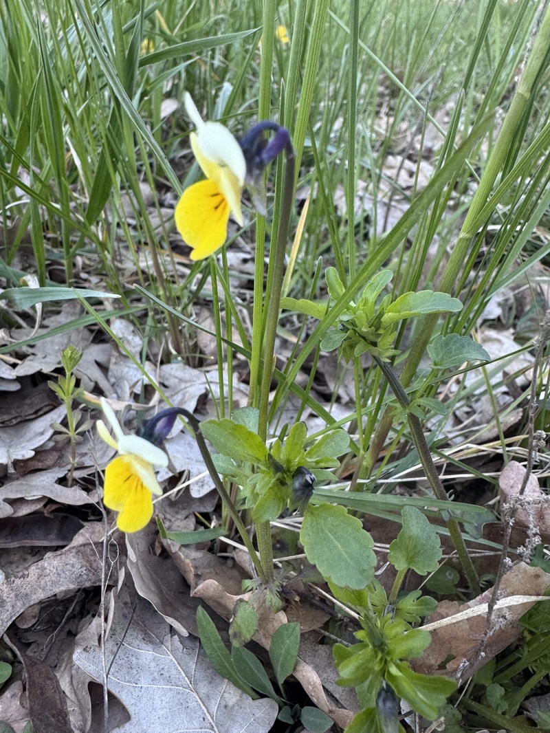 Viola tricolor subsp. matutina photo 6